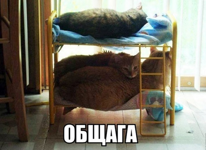 Общага