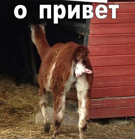 О привет