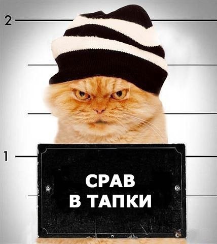 Срав в тапки