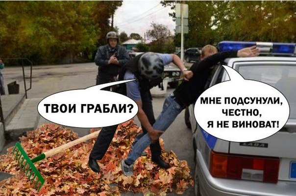 Московскі власті будуть штрафовать за збір опавшого листя.