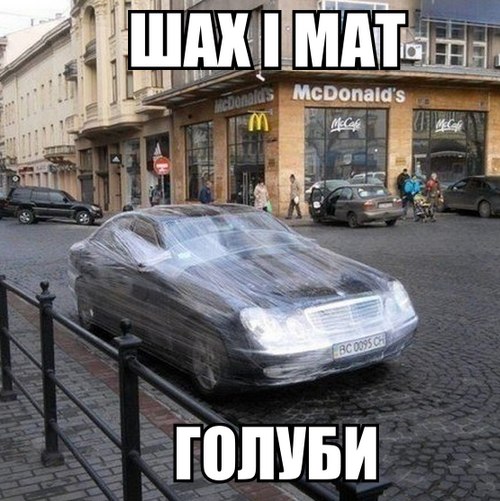 Шах і мат, голуби