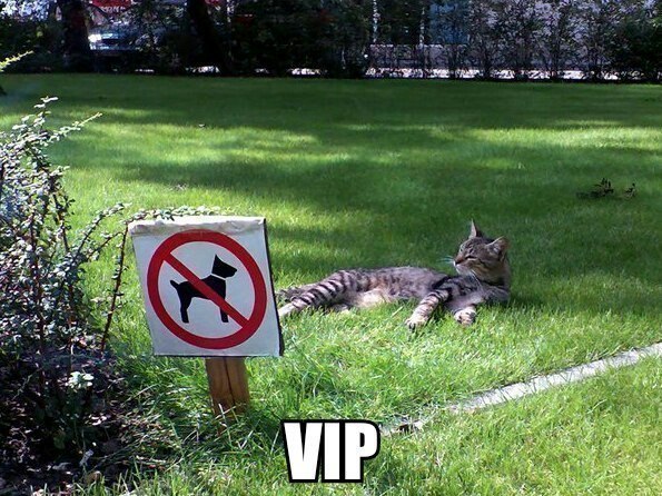 VIP