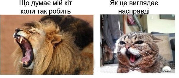 Що думає мій кіт коли так робить