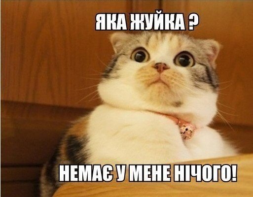 Яка жуйка?